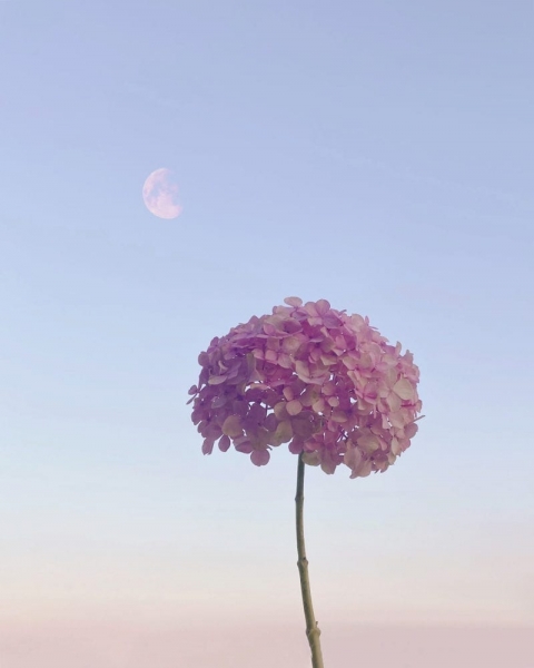 A photo of a plant with the moon in the background